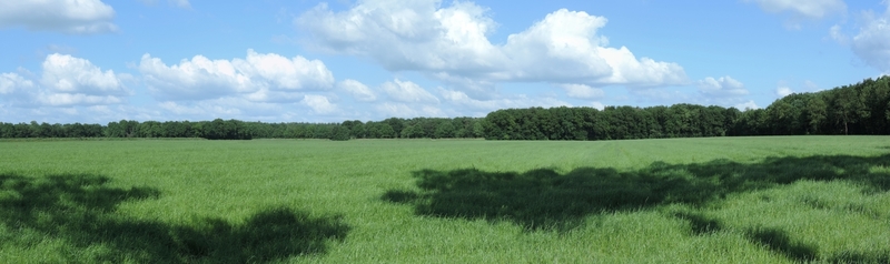 panorama van het nederlandse agrarische landschap