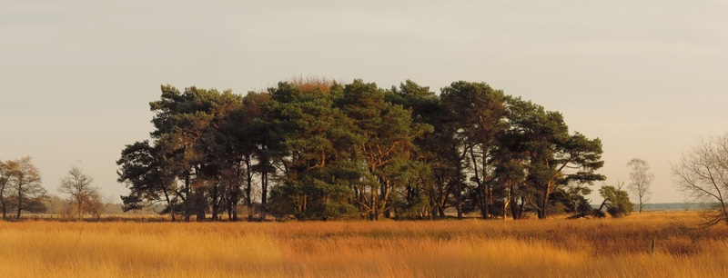 Een groep grove dennen op de heide