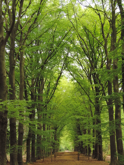 beukenlaan in het voorjaar
