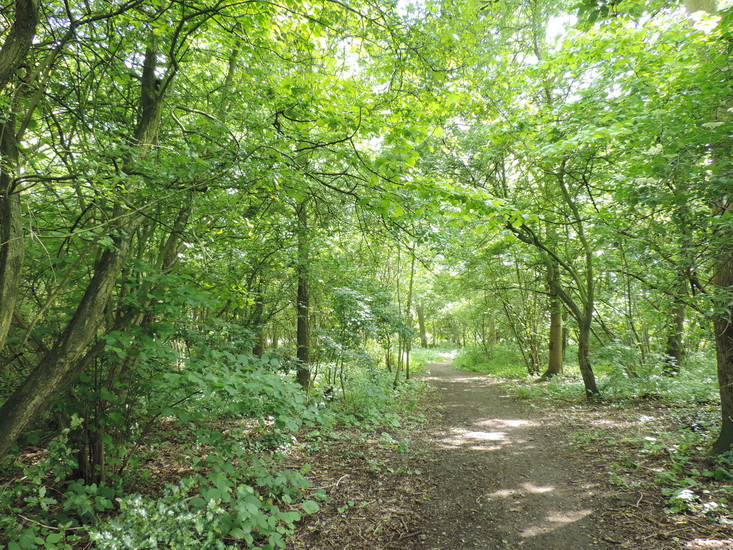 een nazomerse dag in het bos
