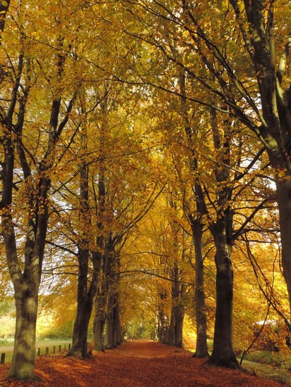 beuken laan in herfstkleuren