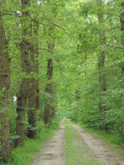 eikenlaan juf joke pad