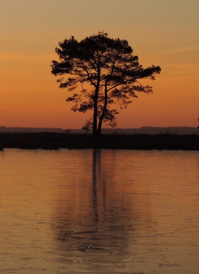 spiegelende grove den