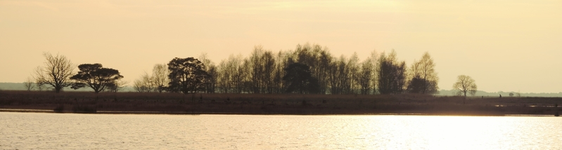 Bomengroep in byzonder licht
