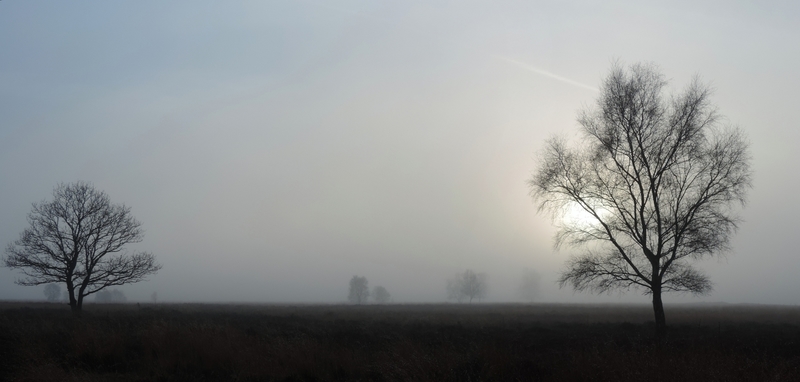 bomen in de mist
