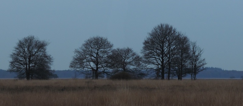eiken groep in de winter