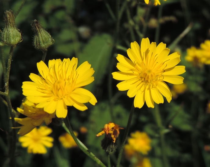 Vertakte leeuwentand in de zon