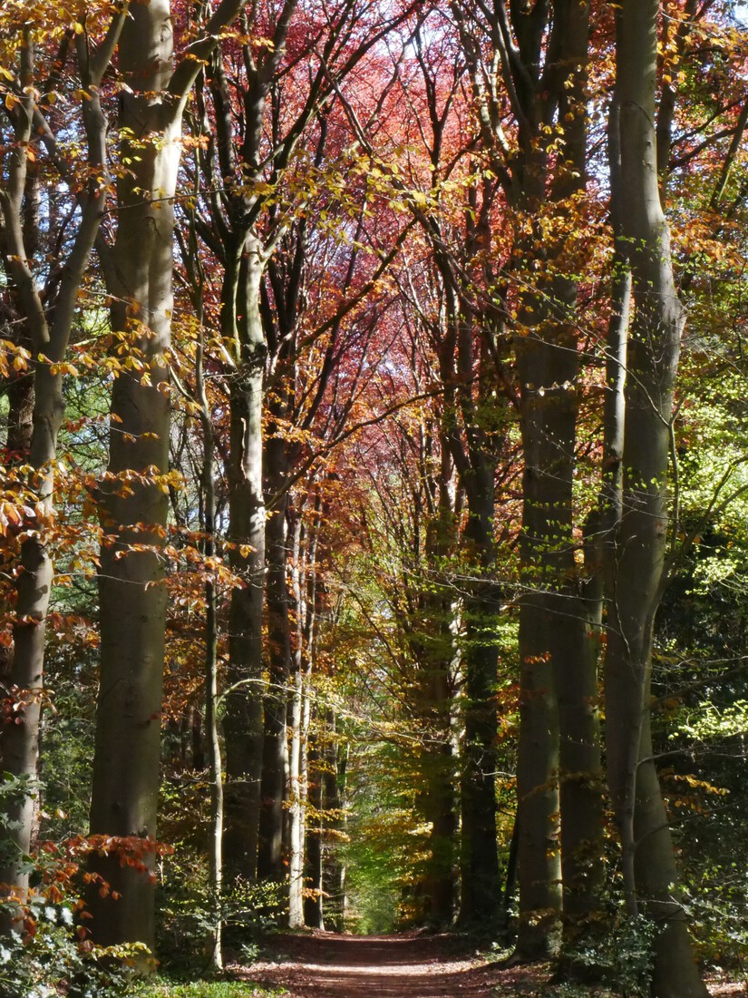 Rode beukenlaan in het voorjaar