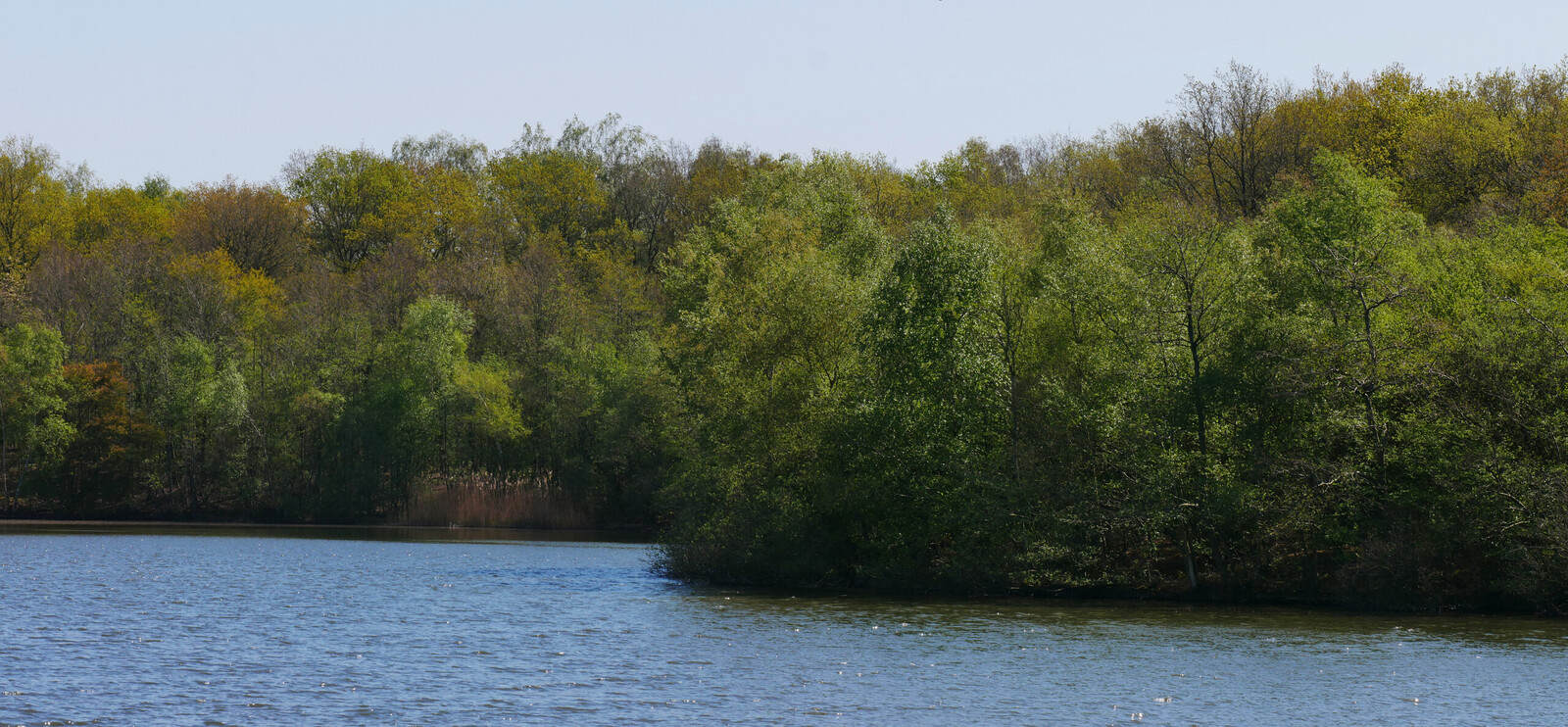 Bosrand aan het water