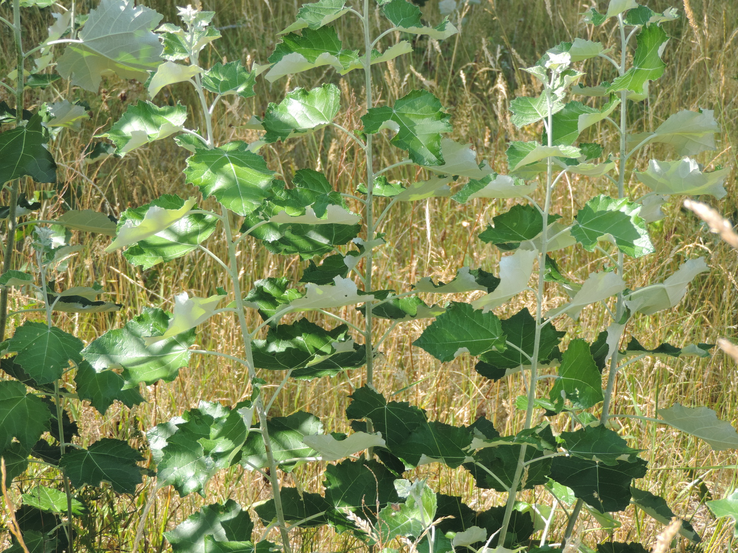 Een scherm van bladeren