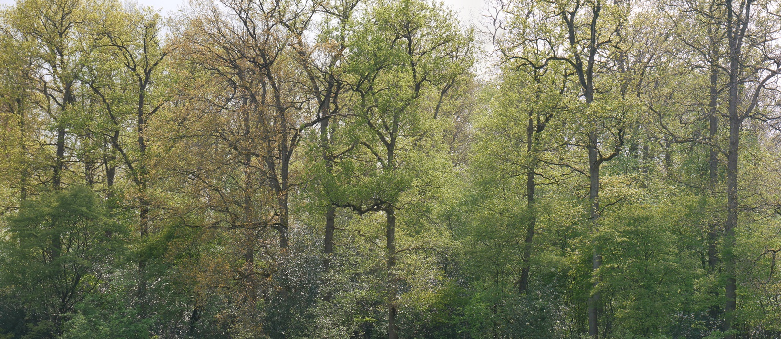 eiken bosrand met onder begroeiing