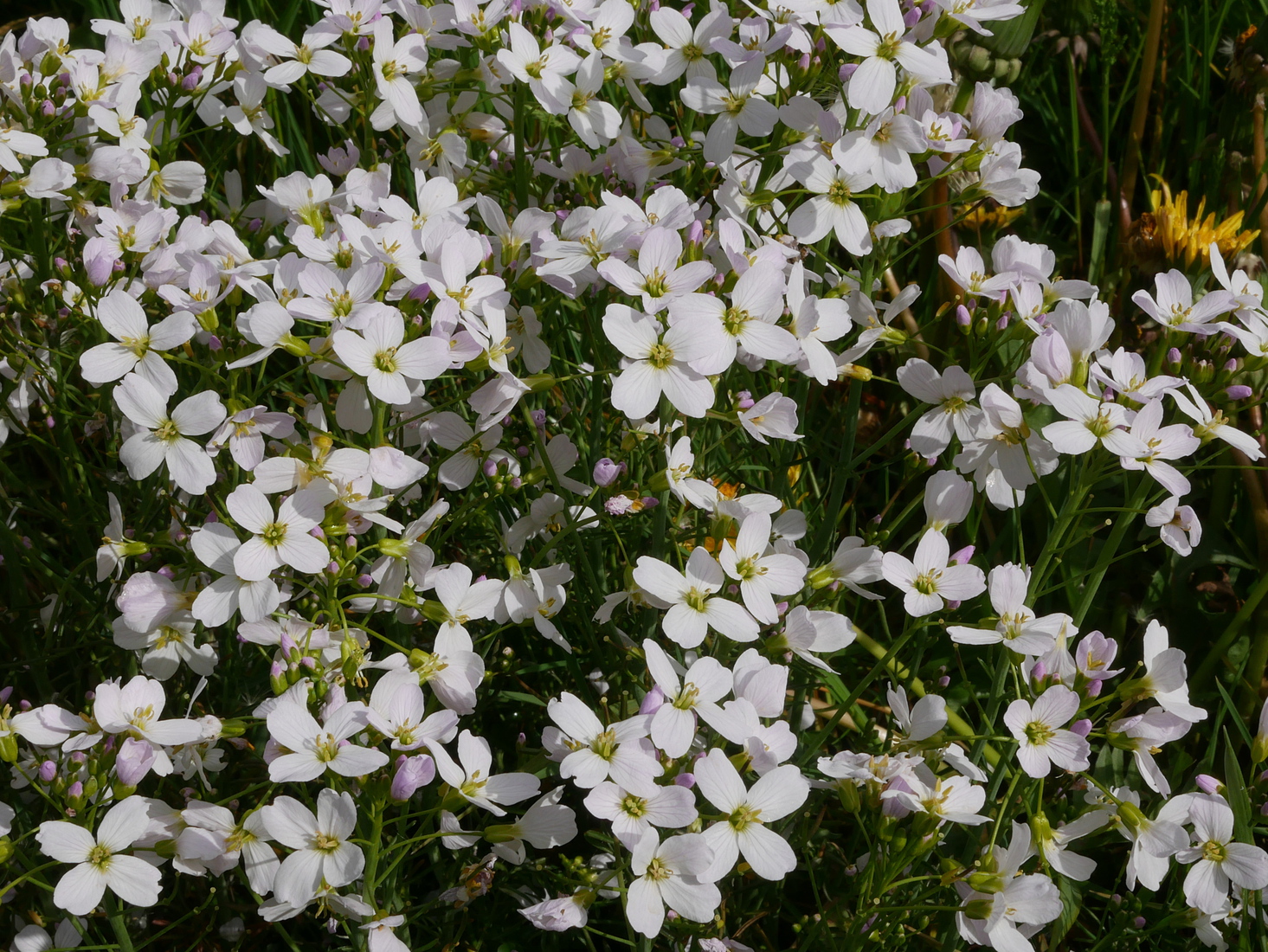 pinksterbloem met onverwachte schoonheid