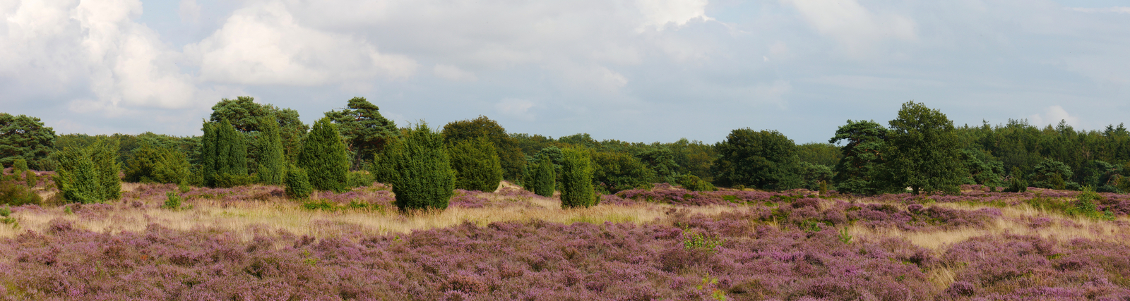 Bloeiend heideterrein in boswachterij Ruinen.