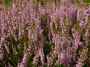 De nu nog bloeiende heide terreinen zijn giften uit het verleden. Cultureel erfgoed, ontstaan door eeuwen lang boerenbeheer. Ze leefden met het landschap en natuur. Nu doen we dat niet meer en als we niet oppassen gaat dit tegen ons keren.