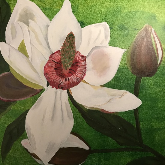 Magnolia wiesener 