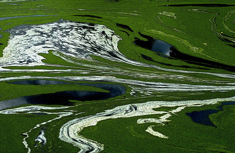 alg en schuim op water