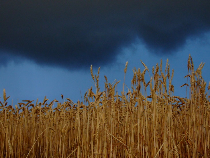 Onweer / mastny mrak