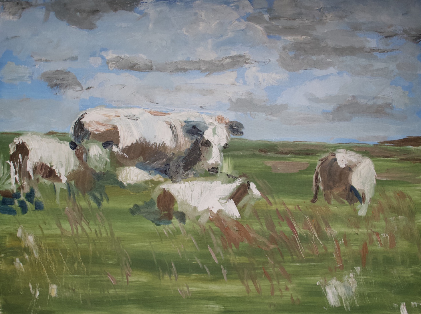 Koeien op Texel