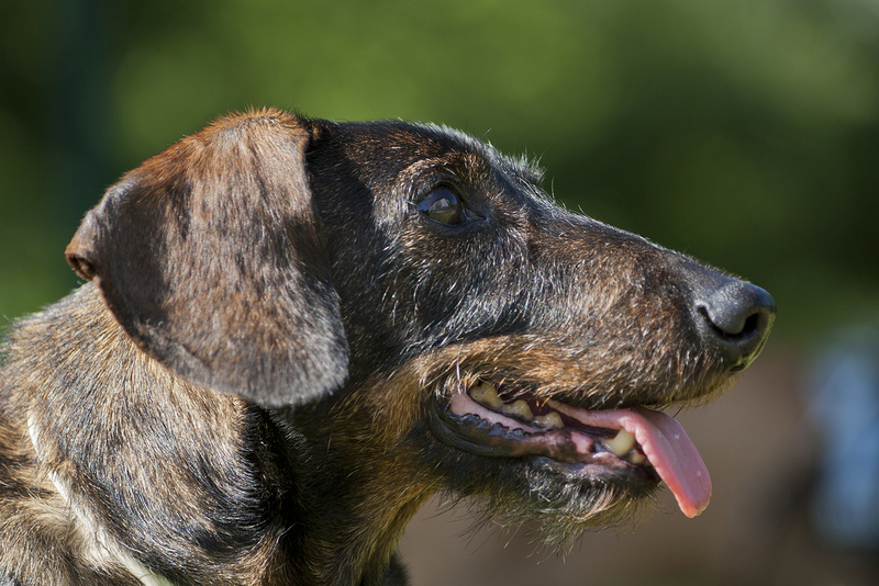 Portret ruwharige teckel Bram