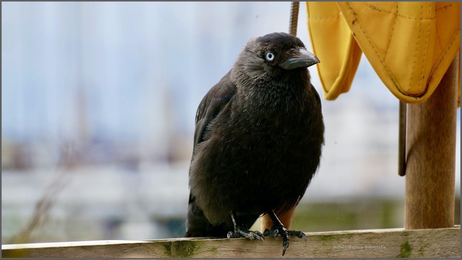 Observing / observerend