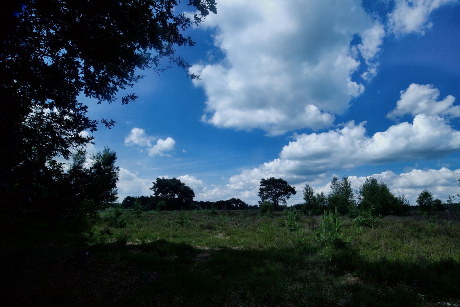De Landschotse Heide
