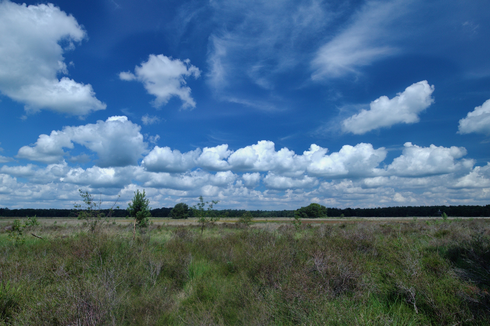 De Landschotse Heide