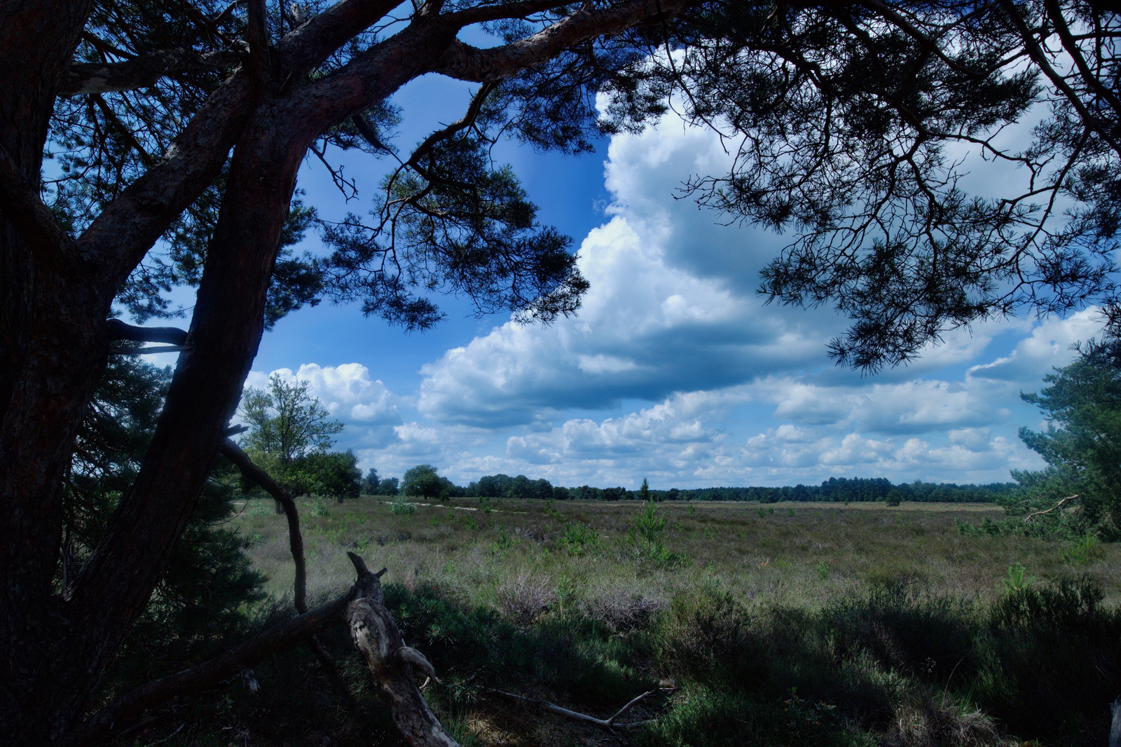 De Landschotse Heide