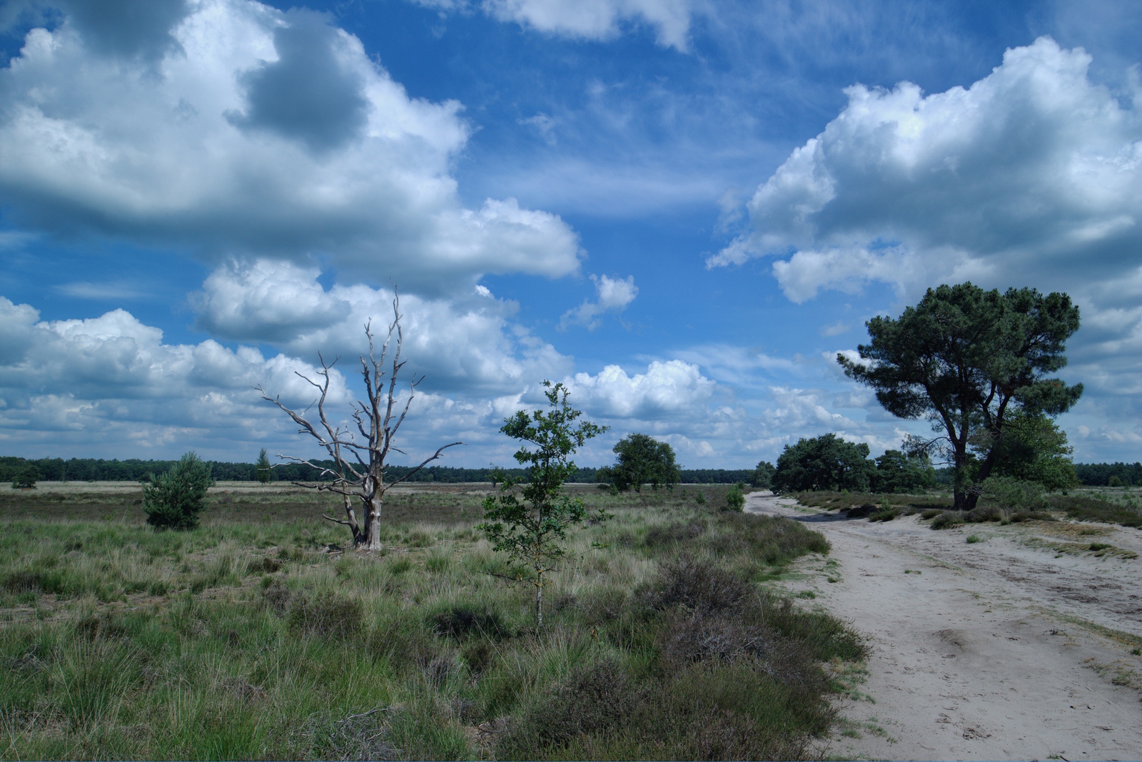 De Landschotse Heide