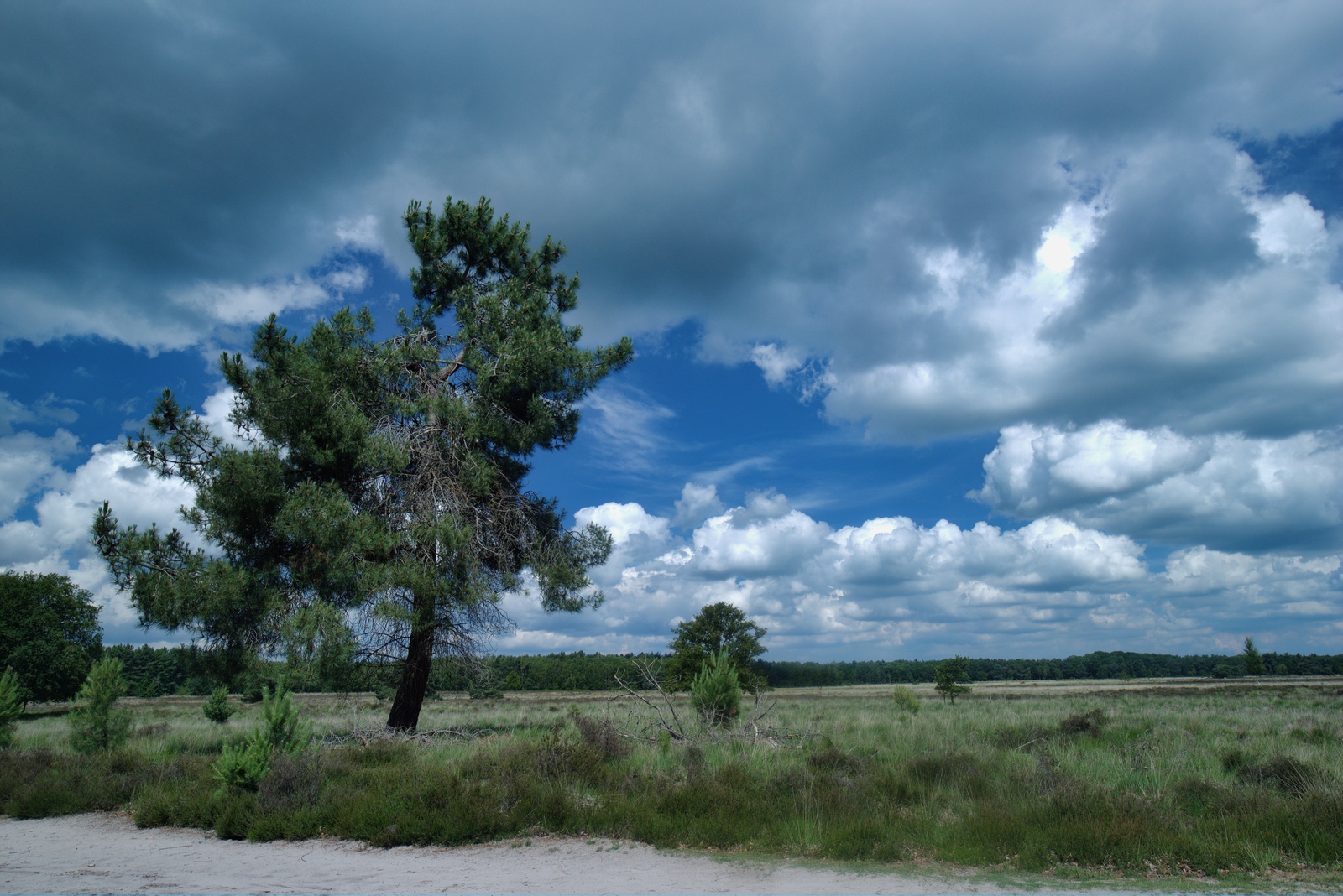 De Landschotse Heide