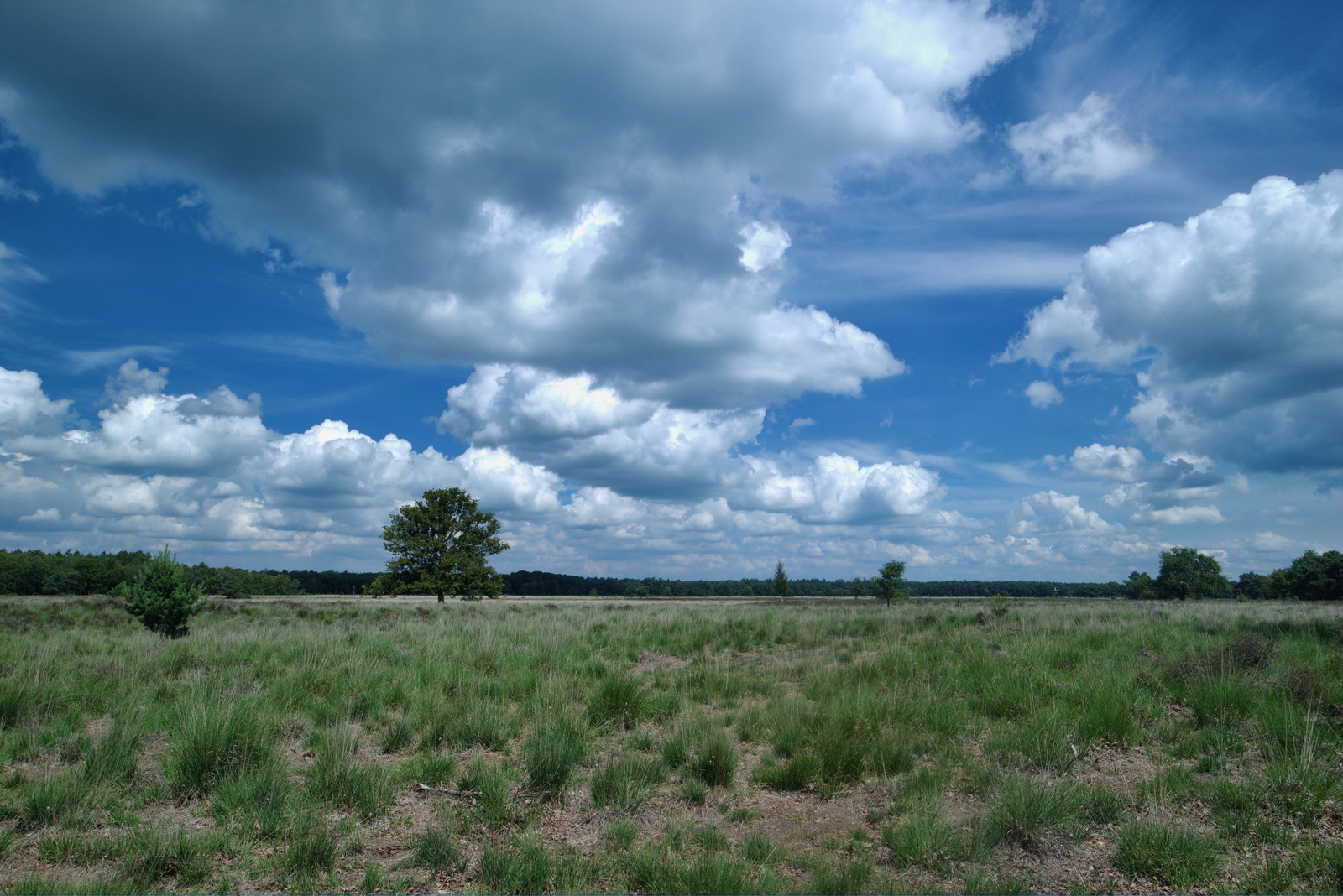 De Landschotse Heide