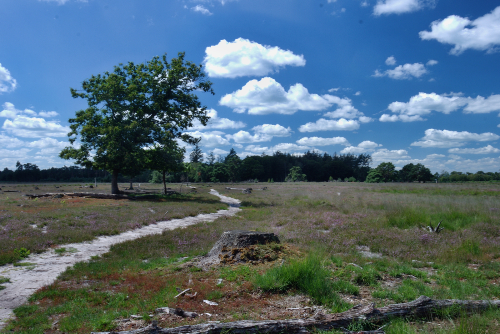 De Strabrechtse Heide
