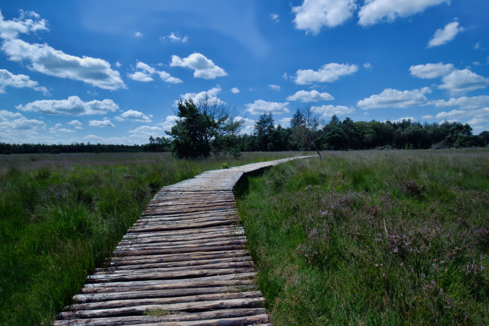 De Strabrechtse Heide