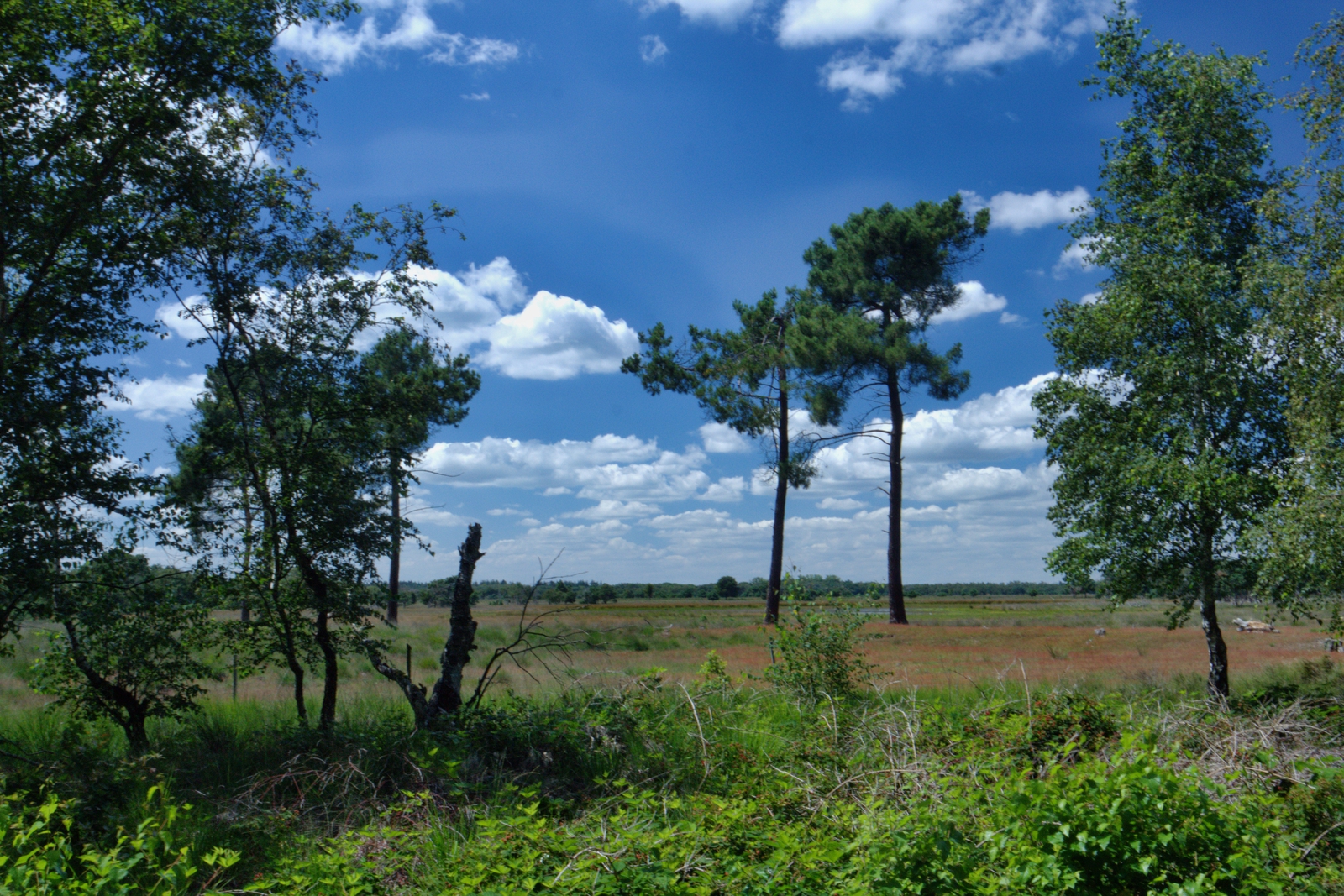 De Strabrechtse Heide