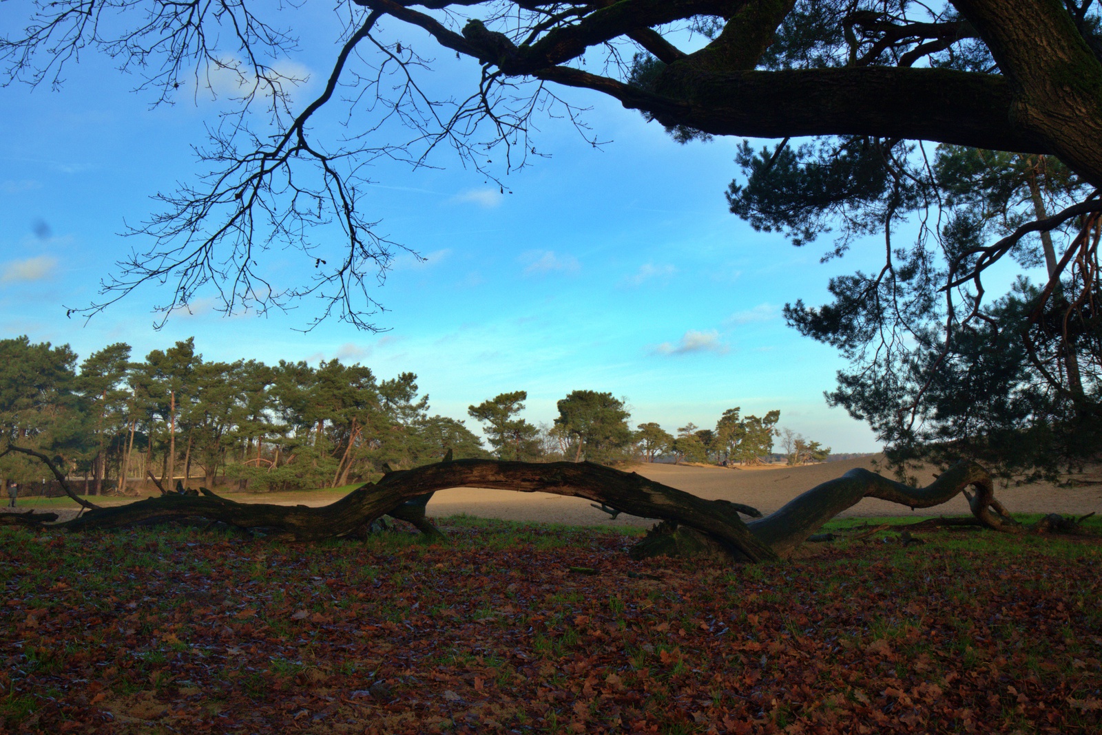 Loonse en Drunenseduinen