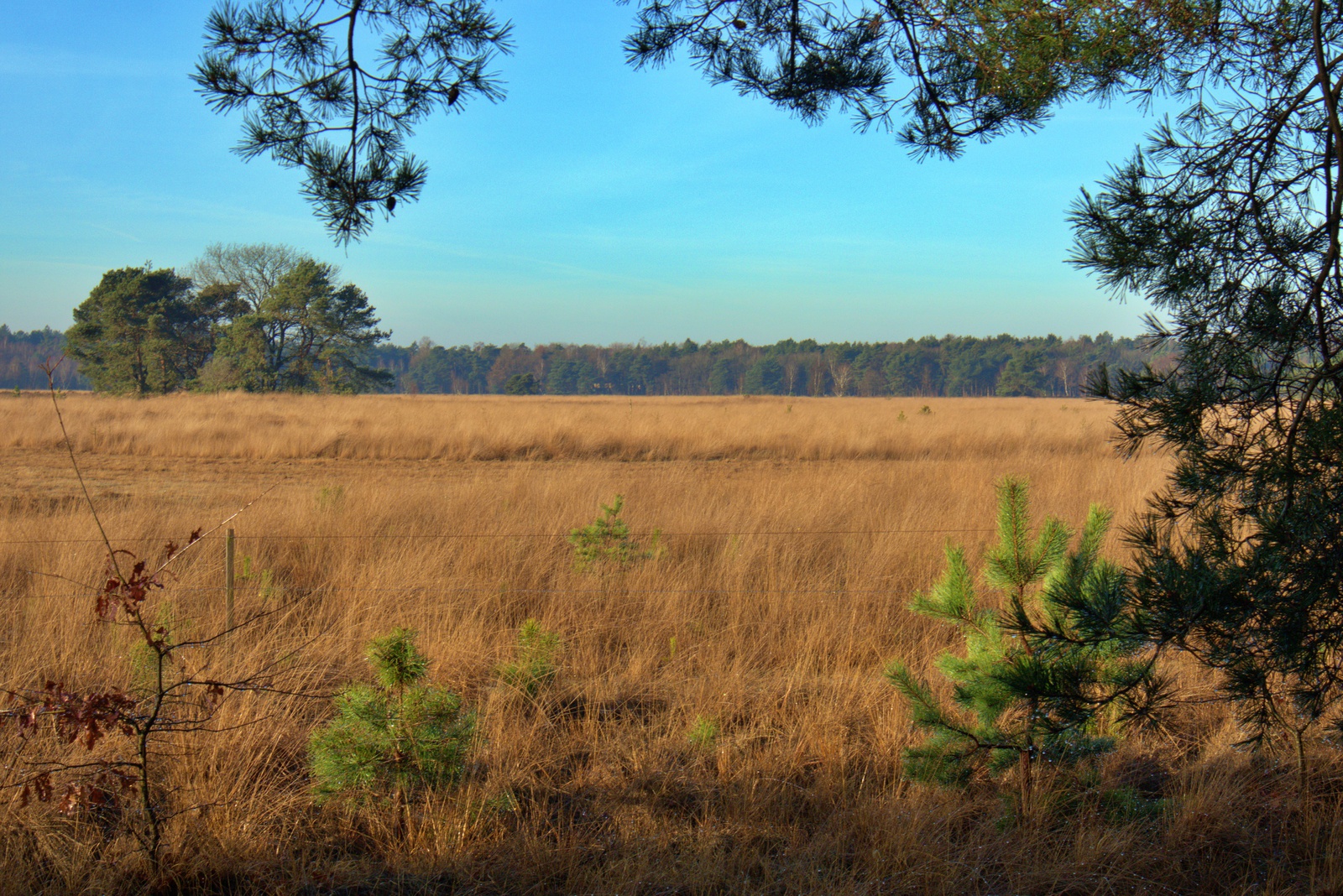 De Landschotse Heide