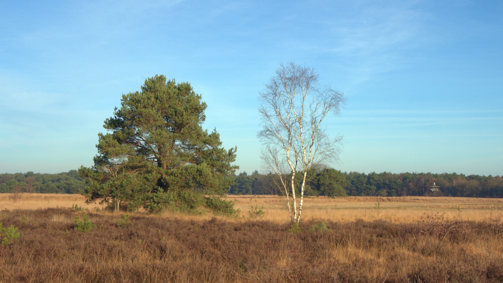 De Landschotse Heide