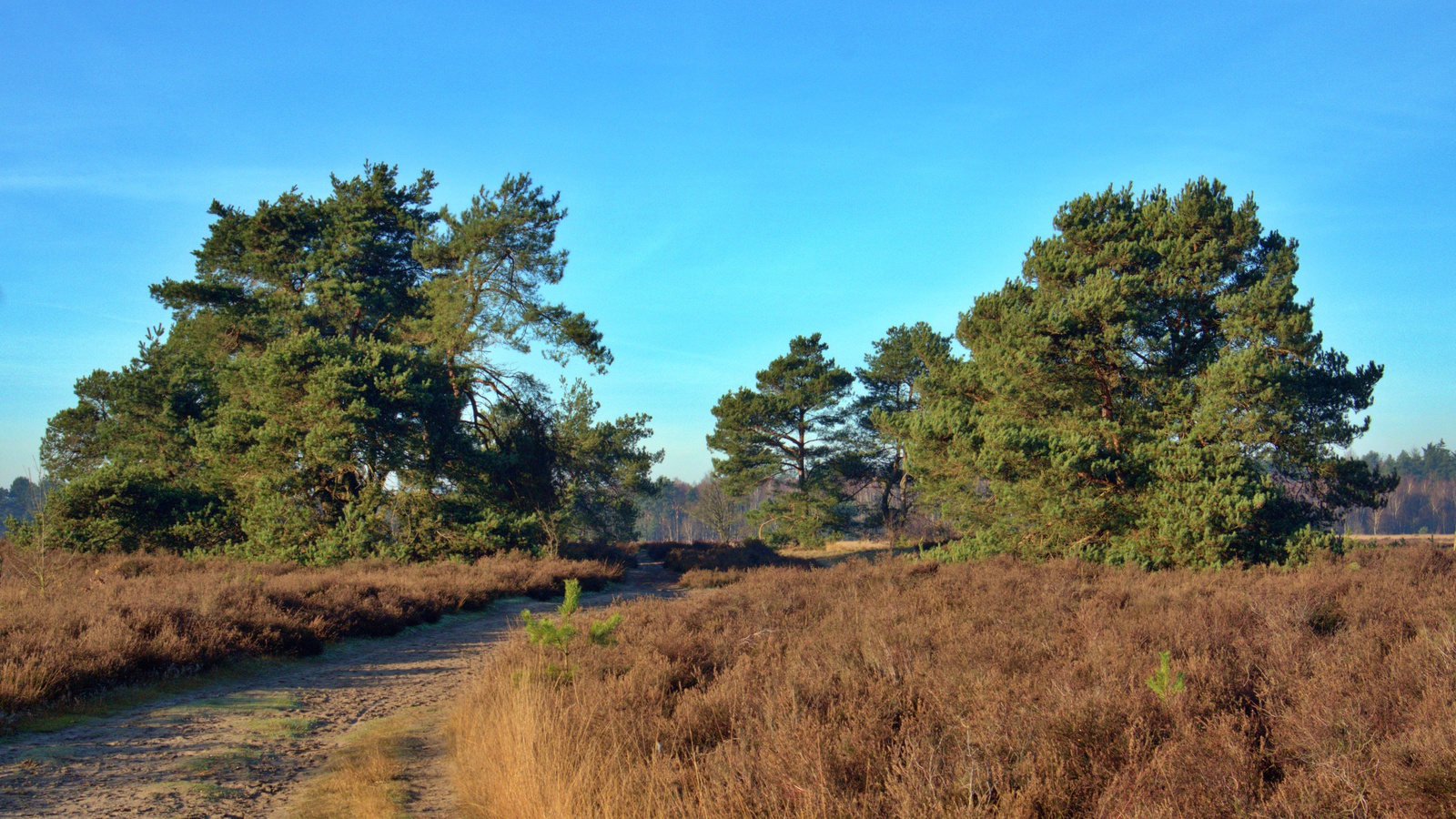 De Landschotse Heide