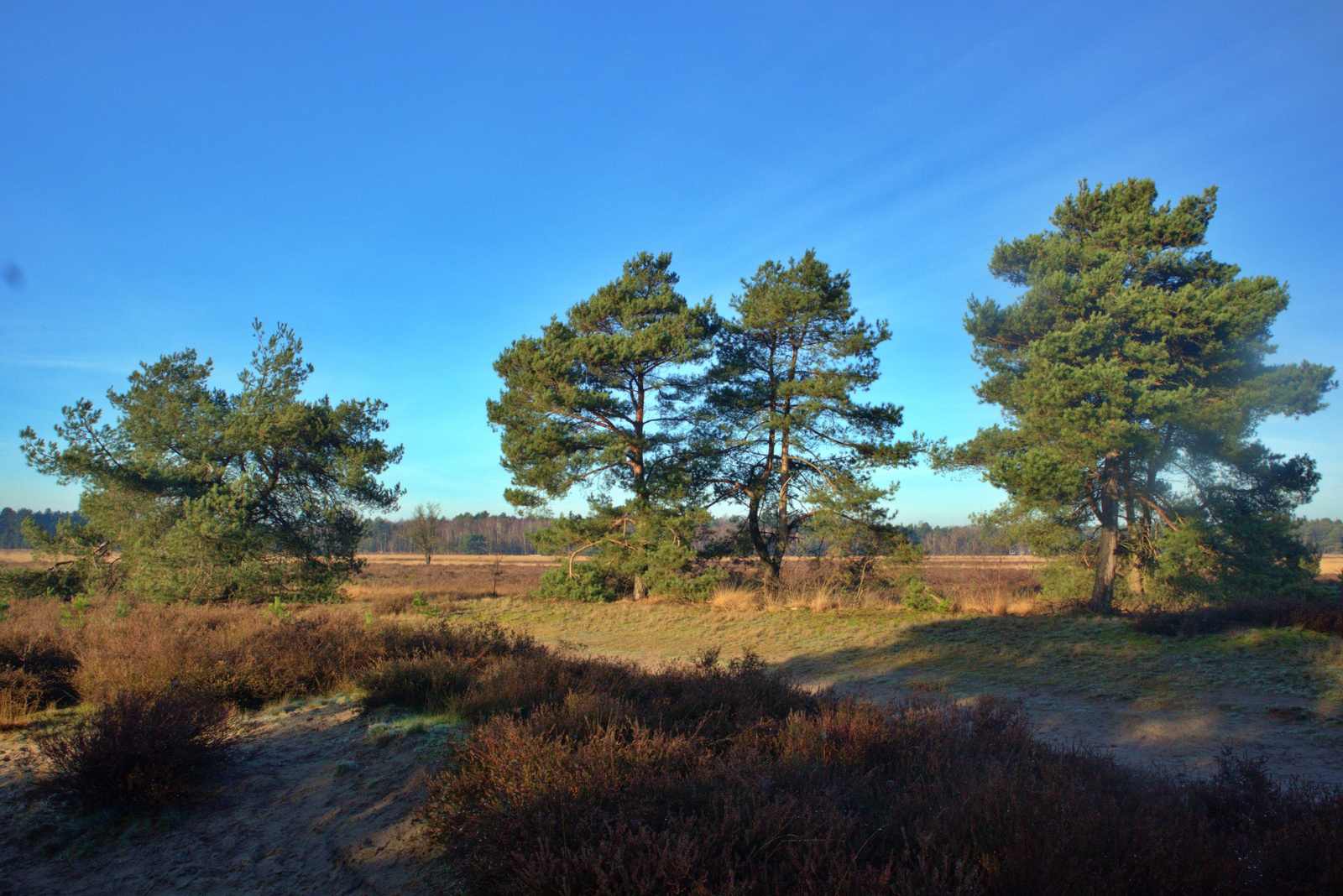 De Landschotse Heide
