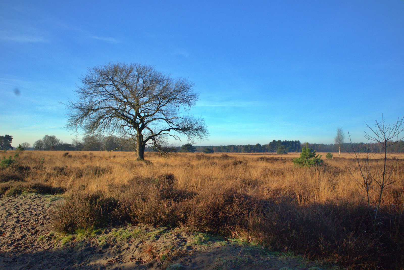 De Landschotse Heide