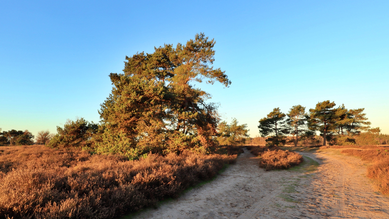 De Landschotse Heide