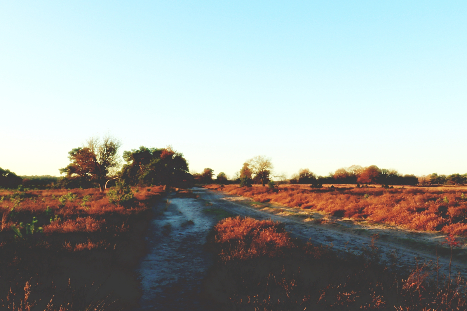 De Landschotse Heide