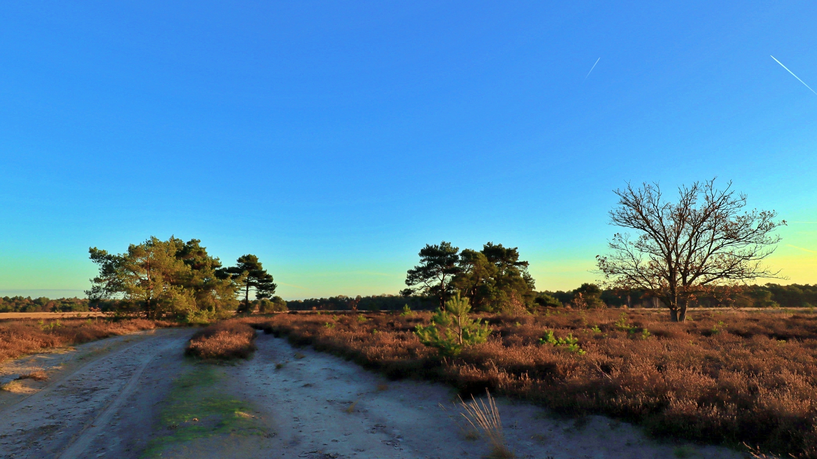 De Landschotse Heide