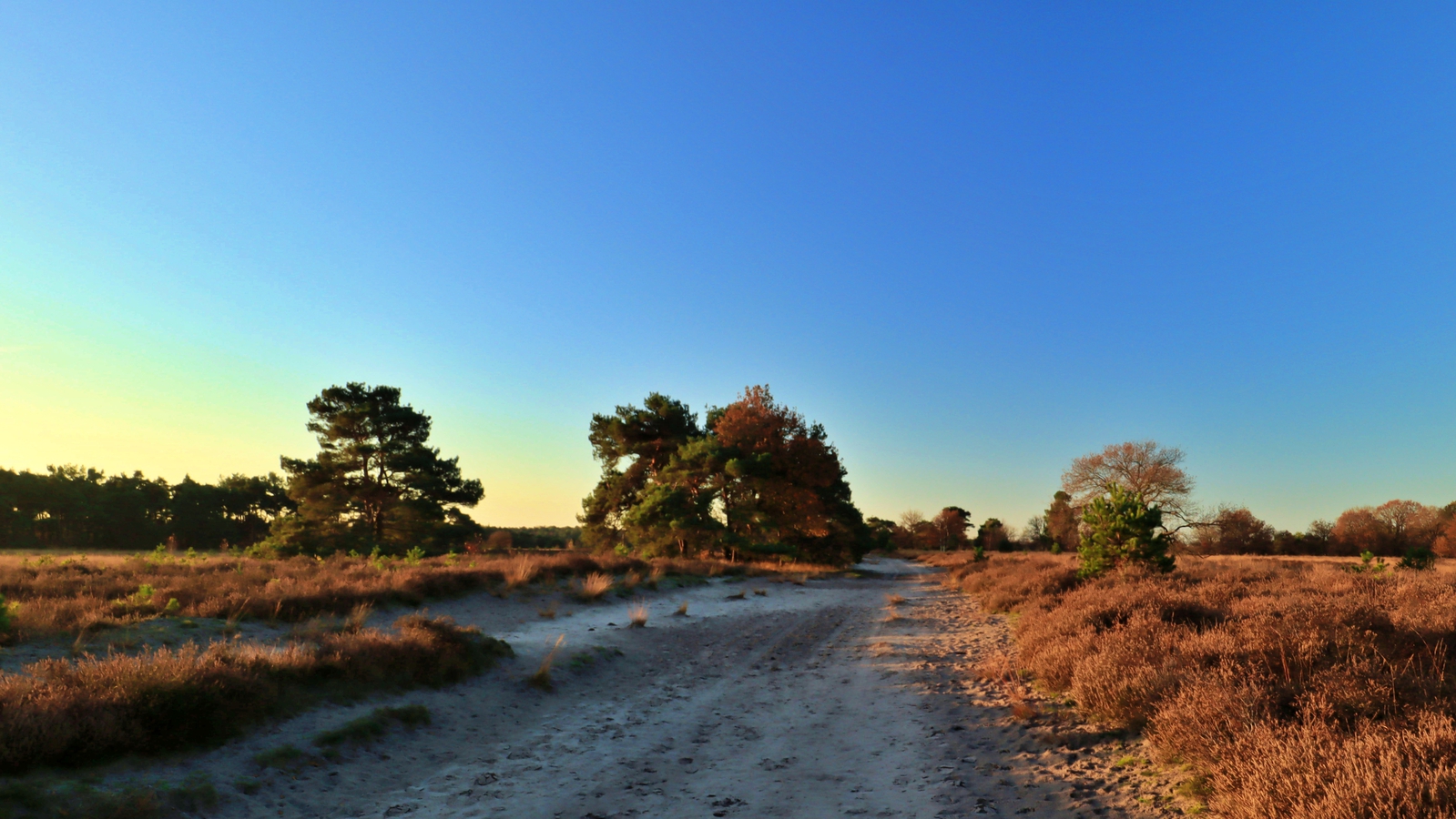 De Landschotse Heide