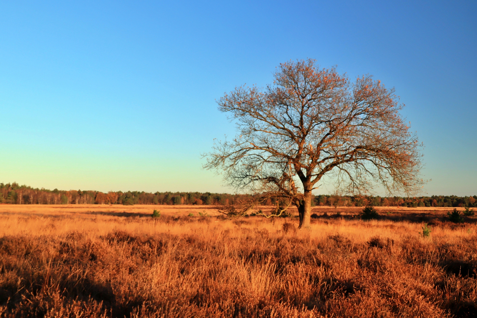 De Landschotse Heide