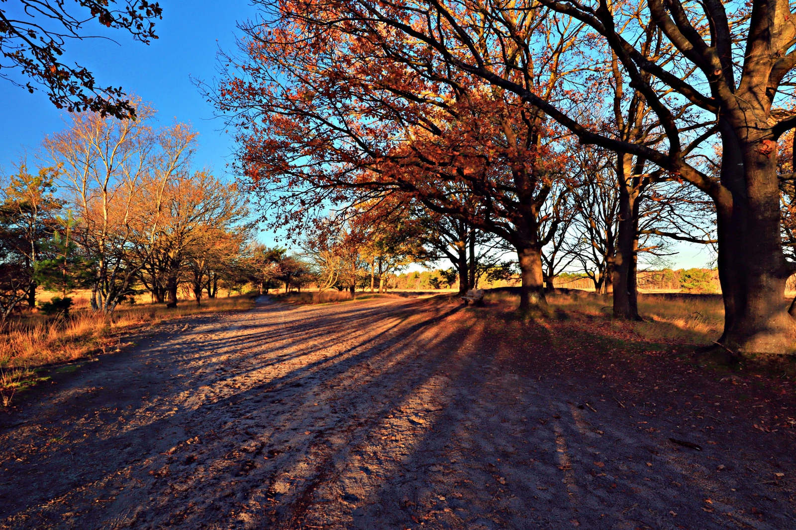De Landschotse Heide