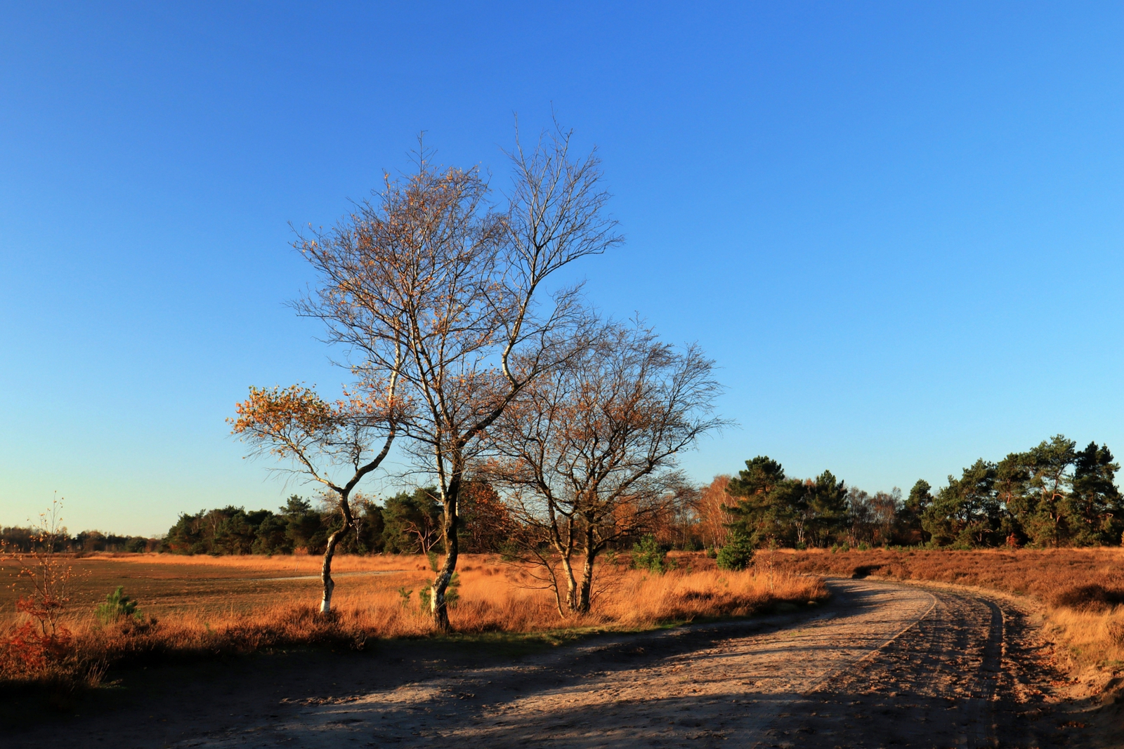 De Landschotse Heide