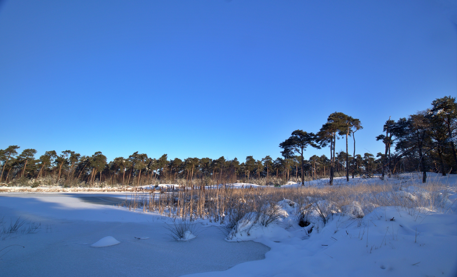De Kampina in de sneeuw