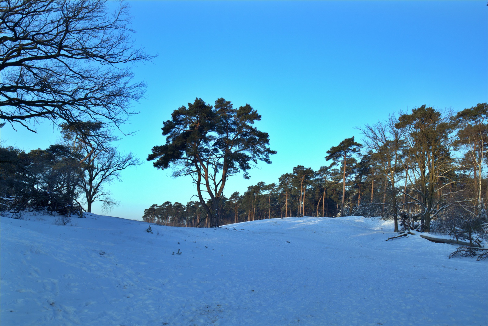 De Kampina in de sneeuw