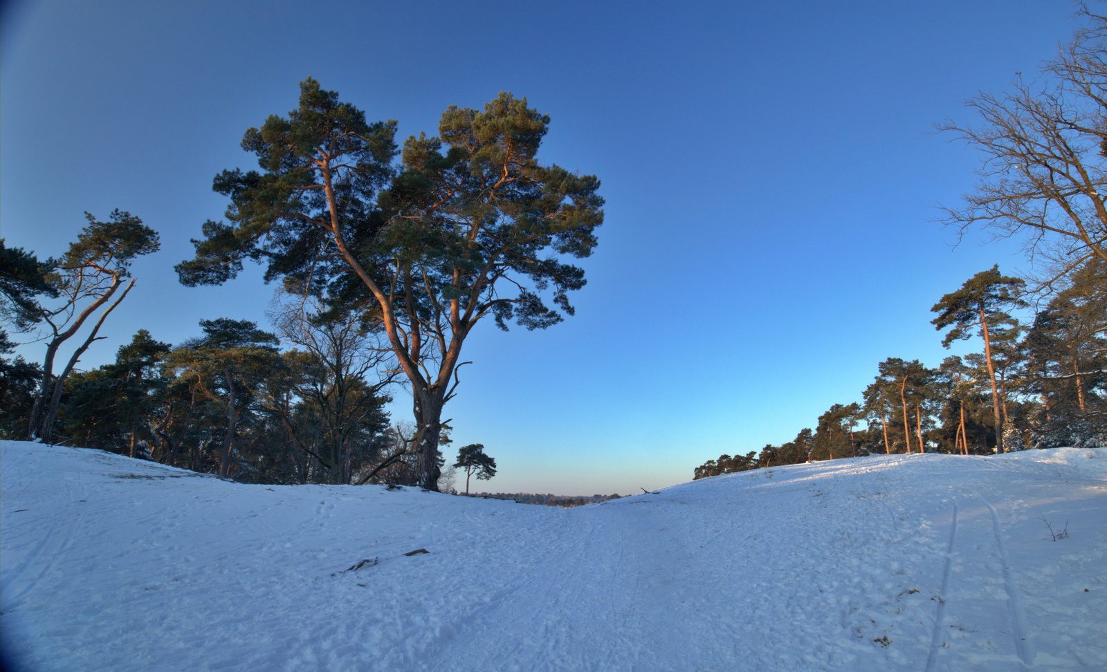 De Kampina in de sneeuw