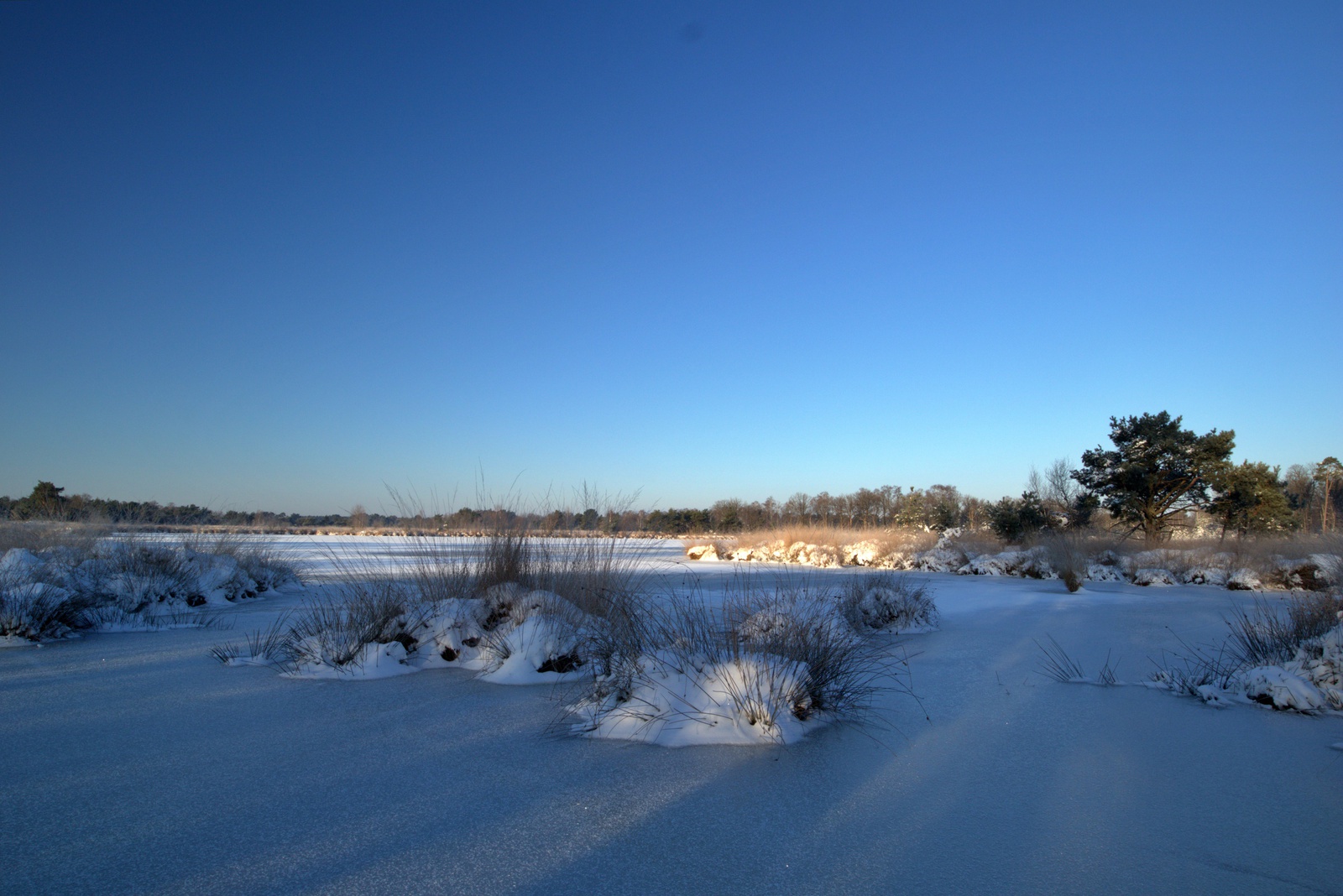 De Kampina in de sneeuw